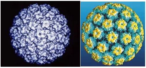 HPV最新分型，深入理解人乳头瘤病毒及其演变