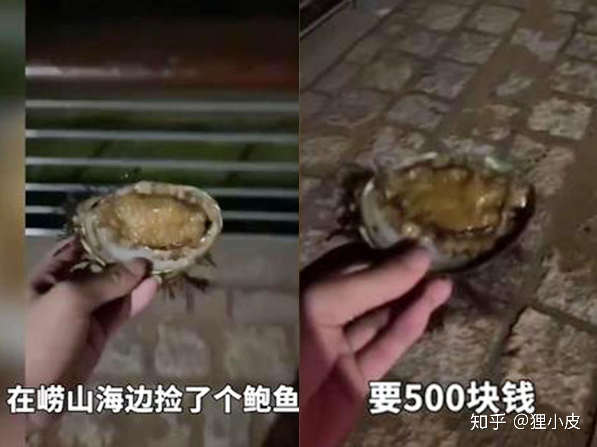 青岛最新鲍鱼捡拾热潮